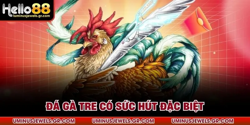 Đá gà tre có sức hút đặc biệt