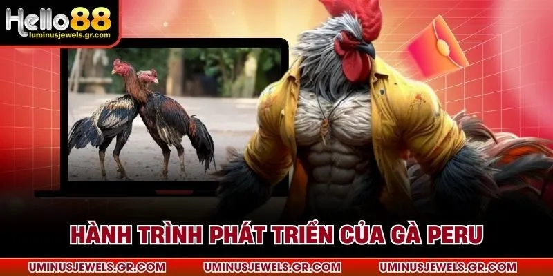 Hành trình phát triển của gà peru