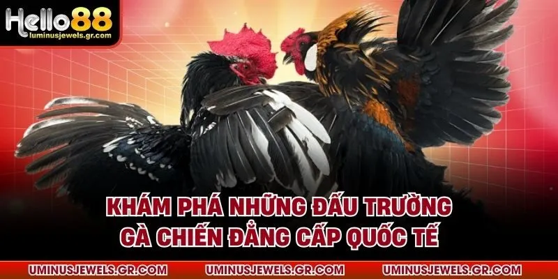 Khám phá những đấu trường gà chiến đẳng cấp quốc tế
