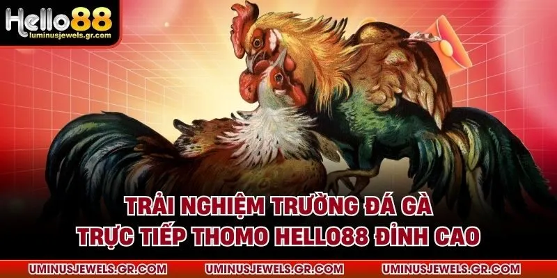 Trải nghiệm trường đá gà trực tiếp thomo HELLO88 đỉnh cao
