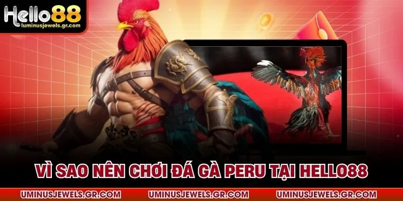 Vì sao nên chơi đá gà peru tại HELLO88